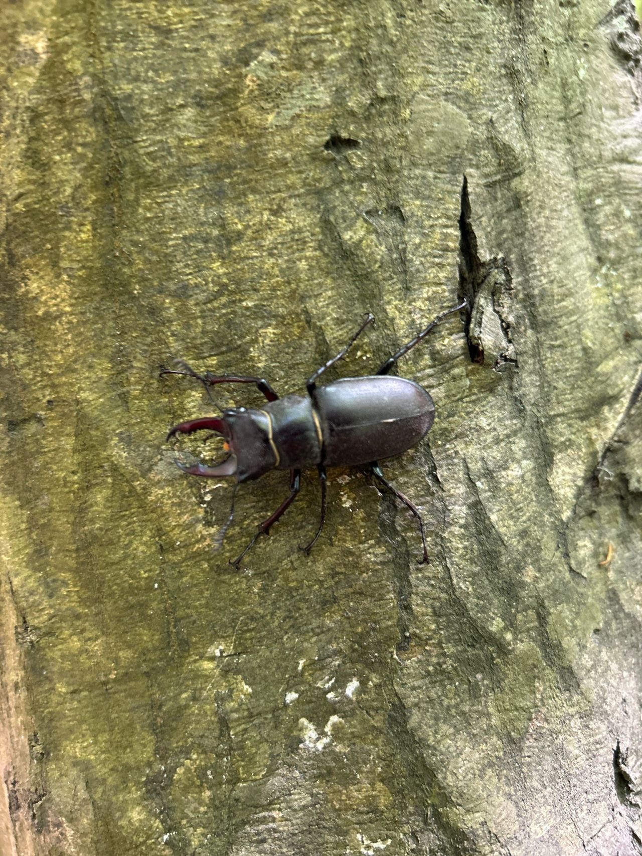 From Belgrad Forest