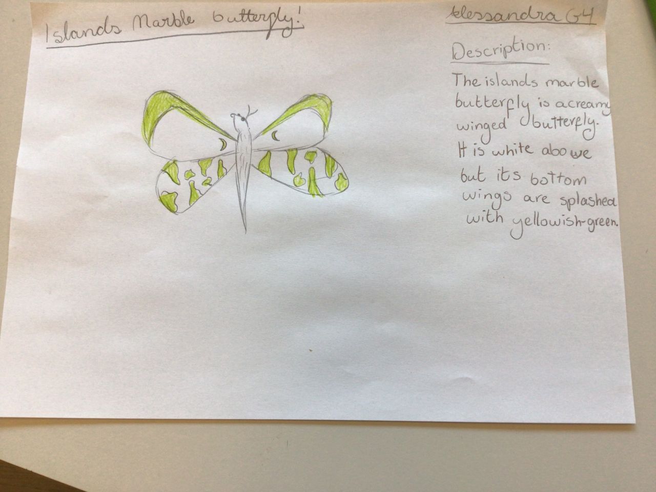 Islands marble butterfly