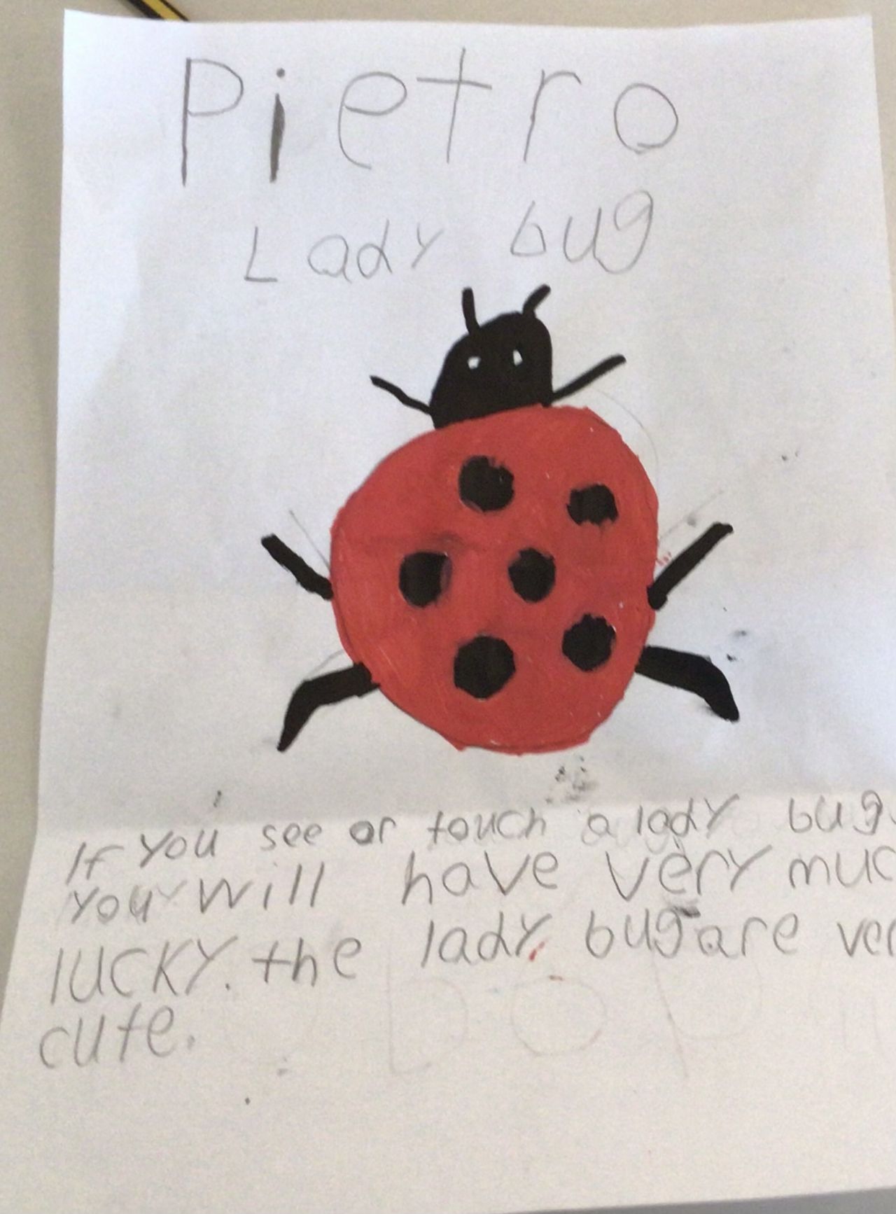Lady bug