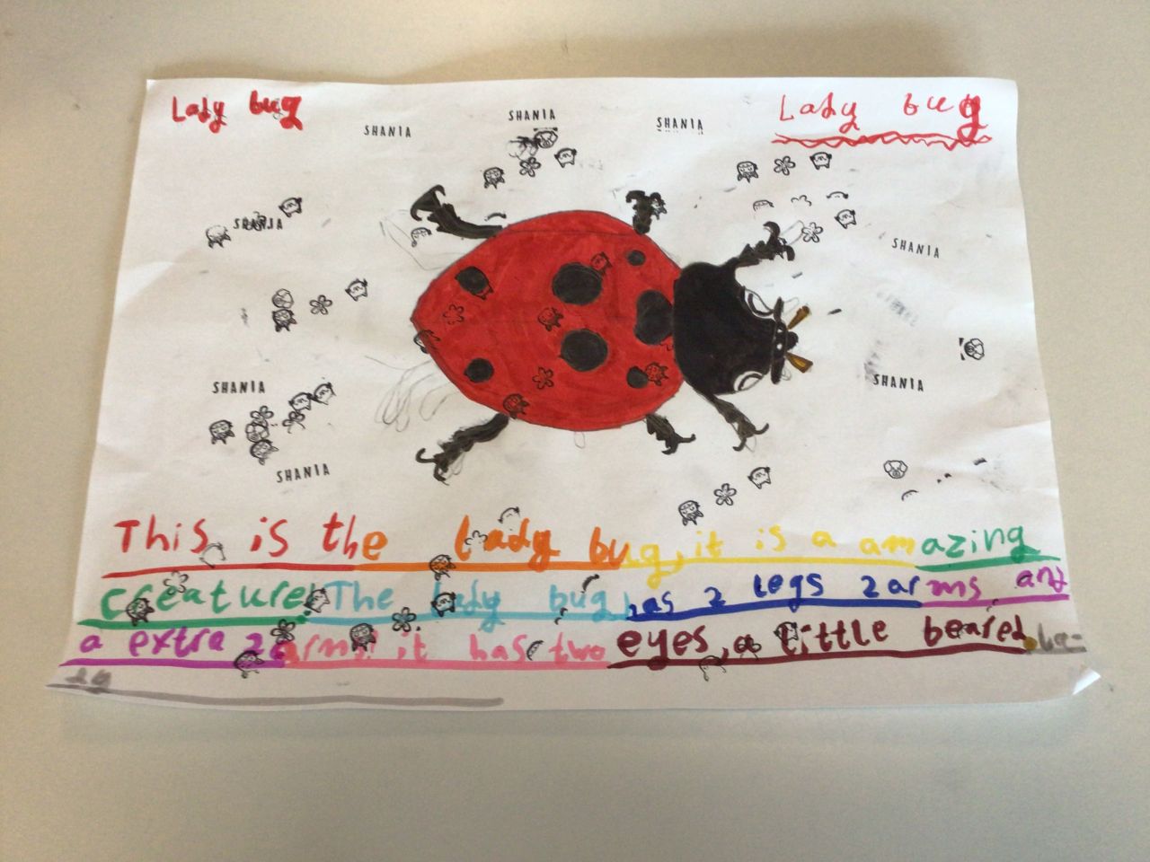 Lady bug