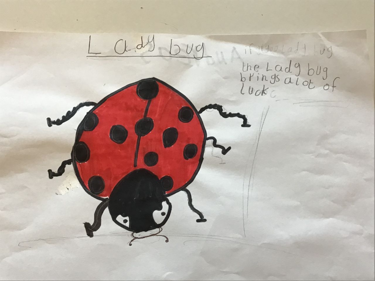 Ladybug