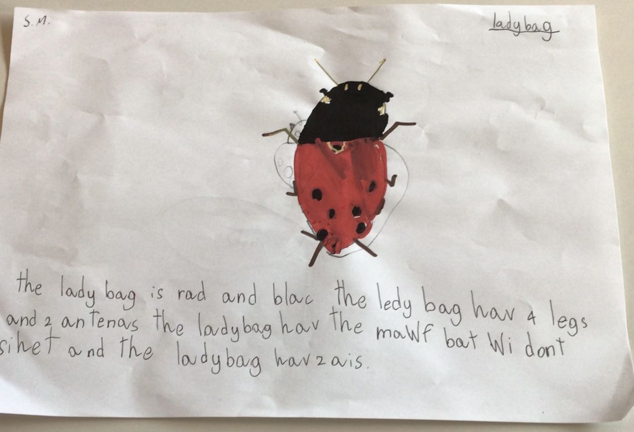 ladybug