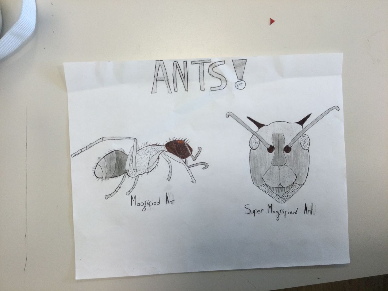 Ants