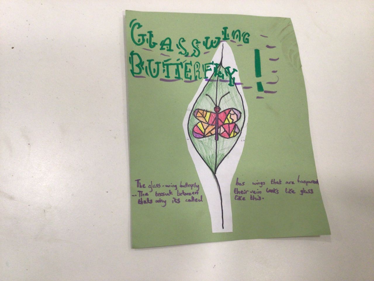 Glasswing butterfly