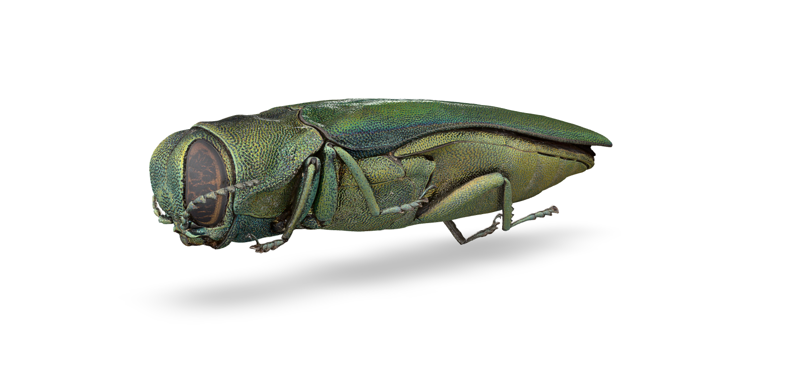 Emerald Shell Insect Emerald ash borer Insect | Biocommunication Group