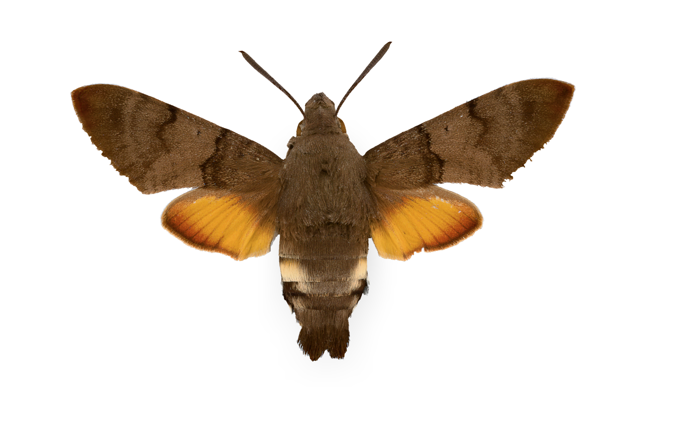The hummingbird hawk-moth | Biocommunication Group