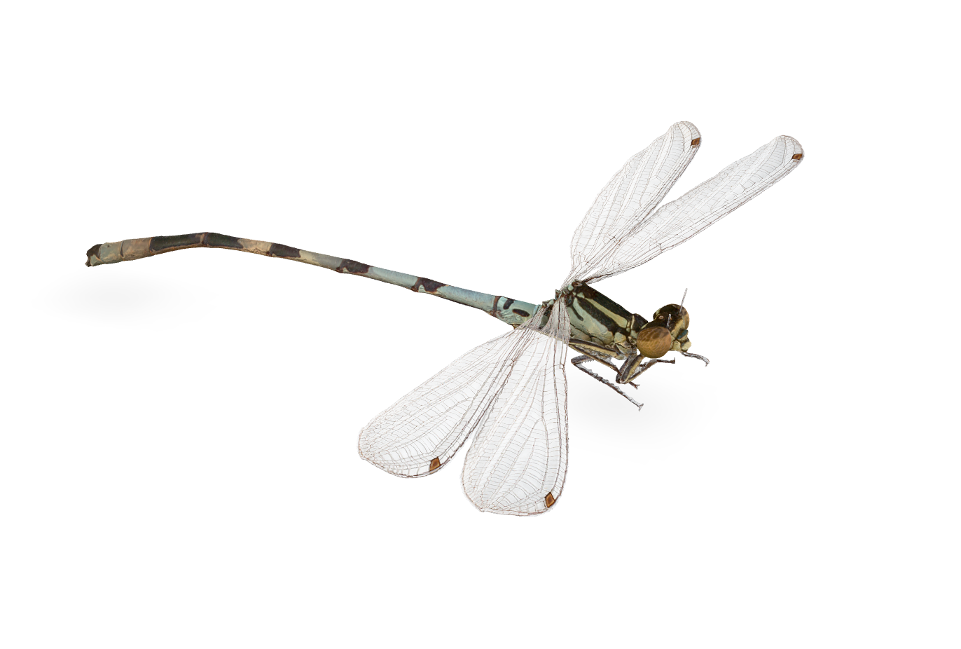 Damsel Fly Classification The northern damselfly | Biocommunication Group