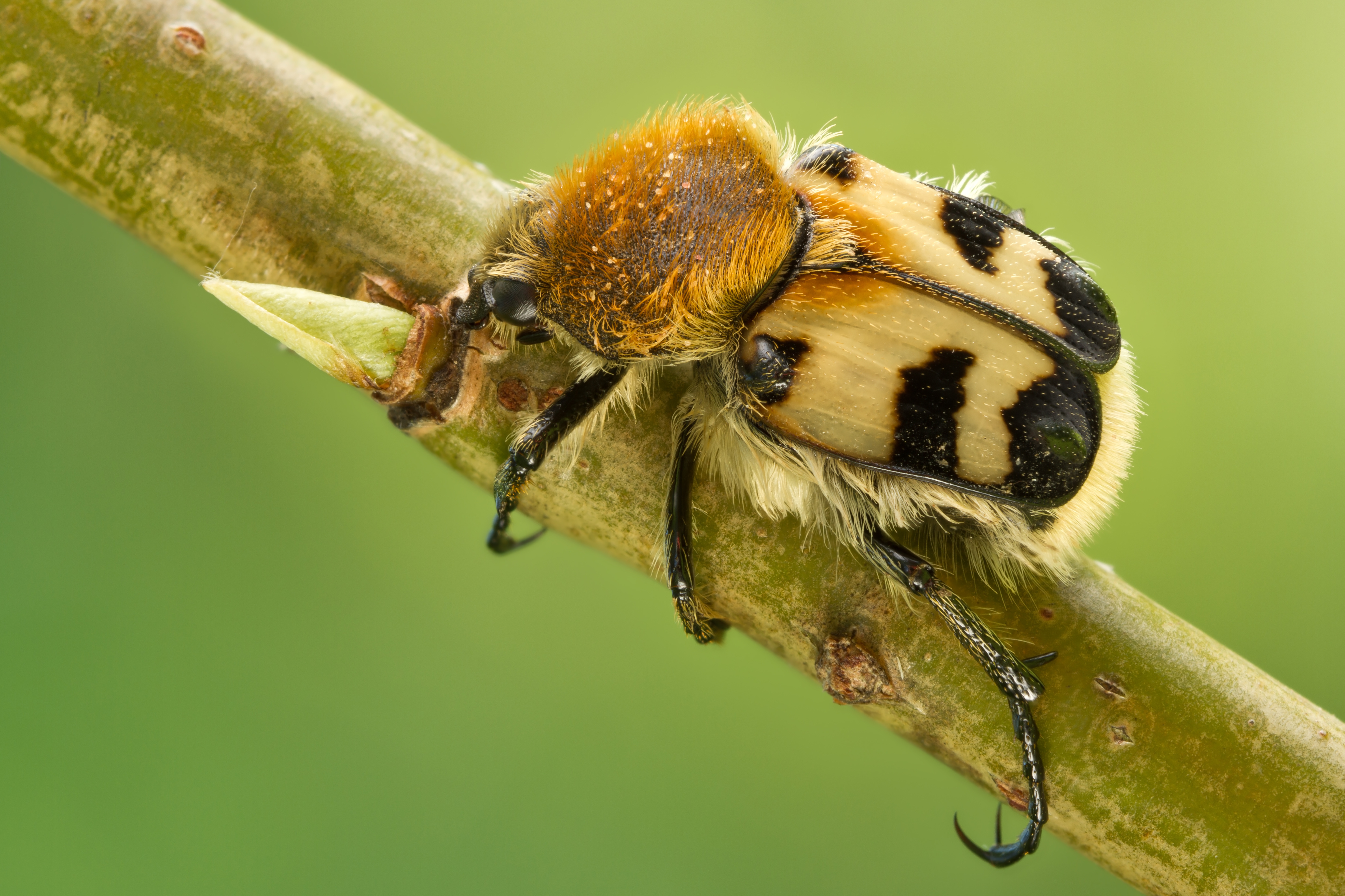 Made up to confuse – The Eurasian bee beetle | Biocommunication Group