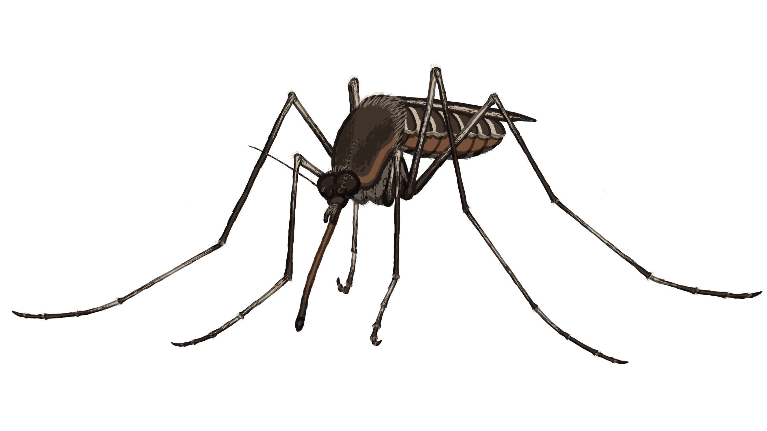 Bloody-minded mosquitoes | Biocommunication Group