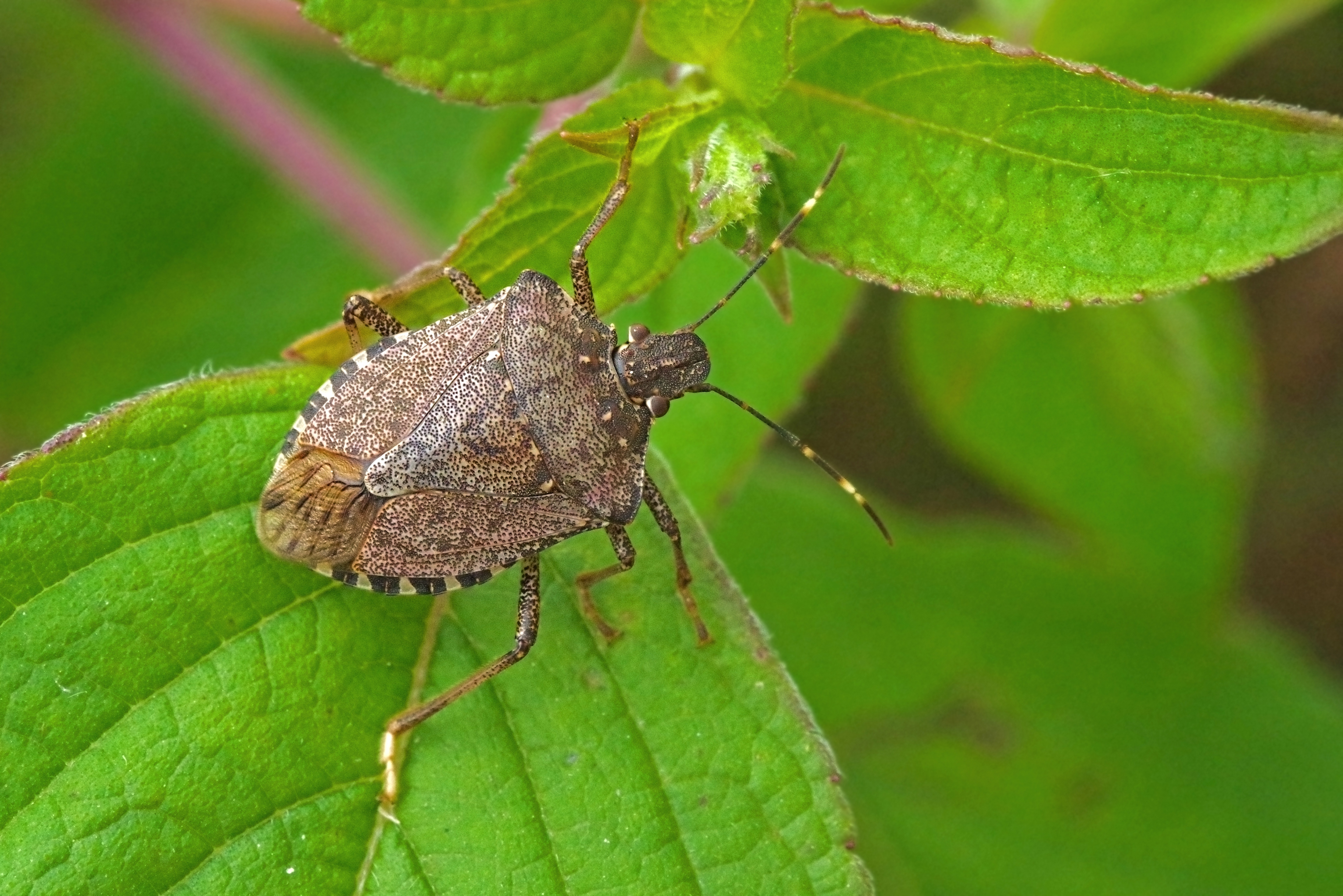 Small bug with big appetite – The brown marmorated stink bug ...