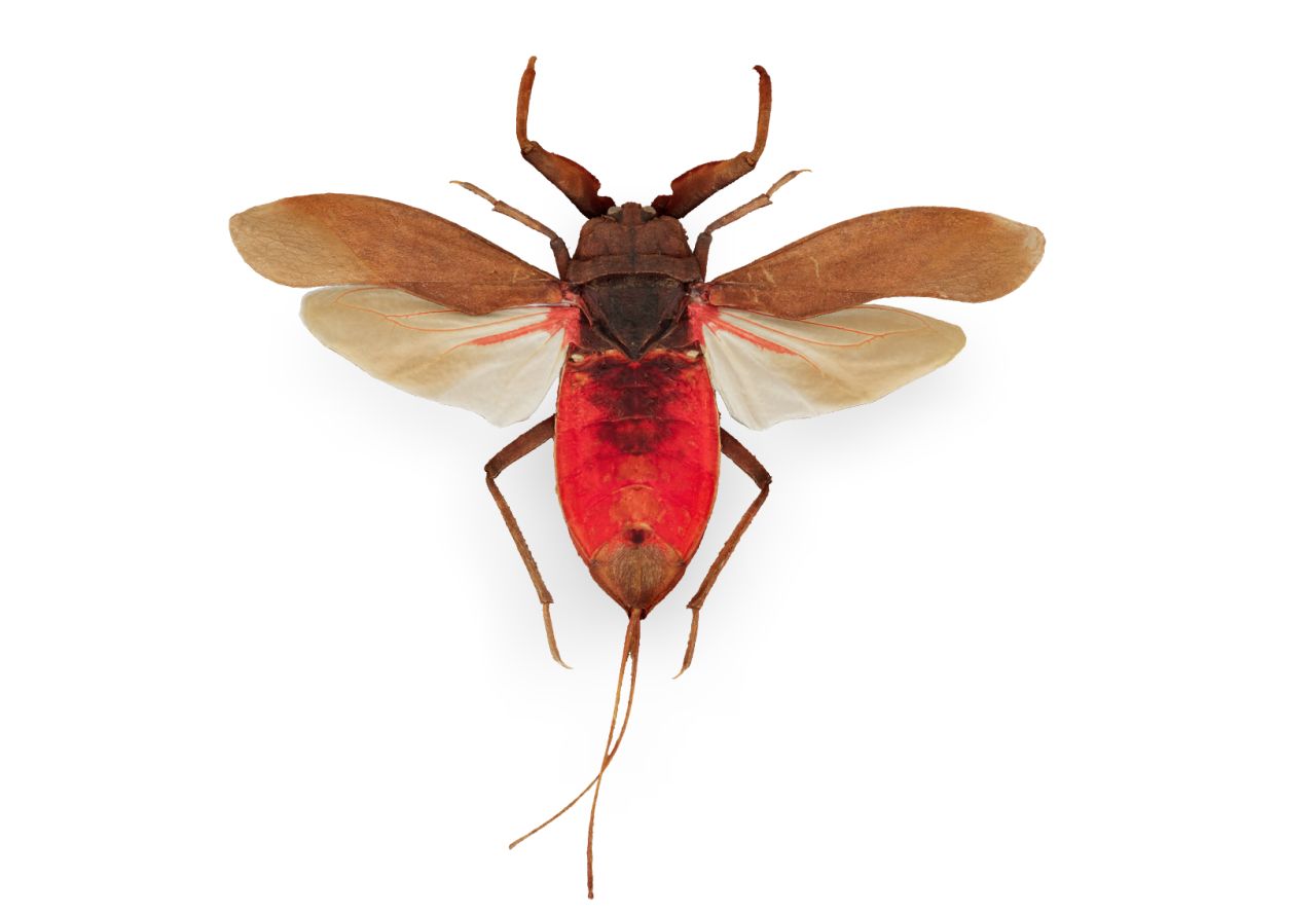 Water scorpion Nepa cinerea