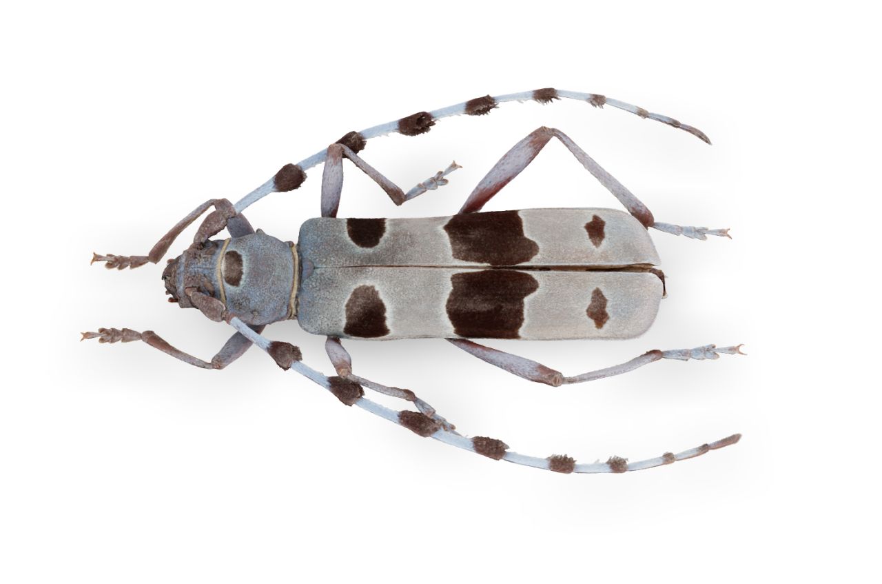 The alpine longhorn beetle Rosalia alpina