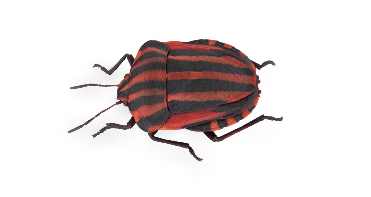 The minstrel bug Graphosoma italicum