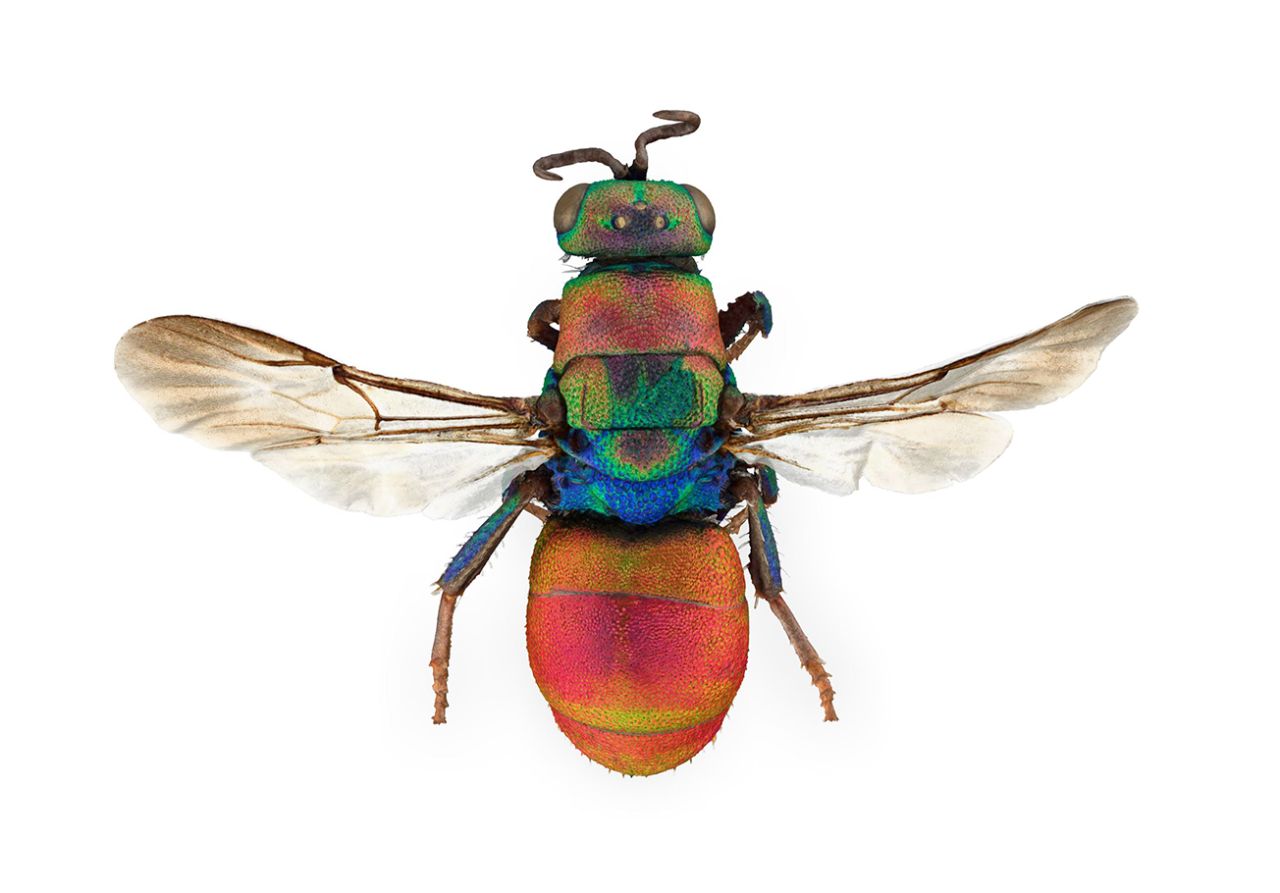 The rainbow cuckoo wasp Hedychrum rutilans male