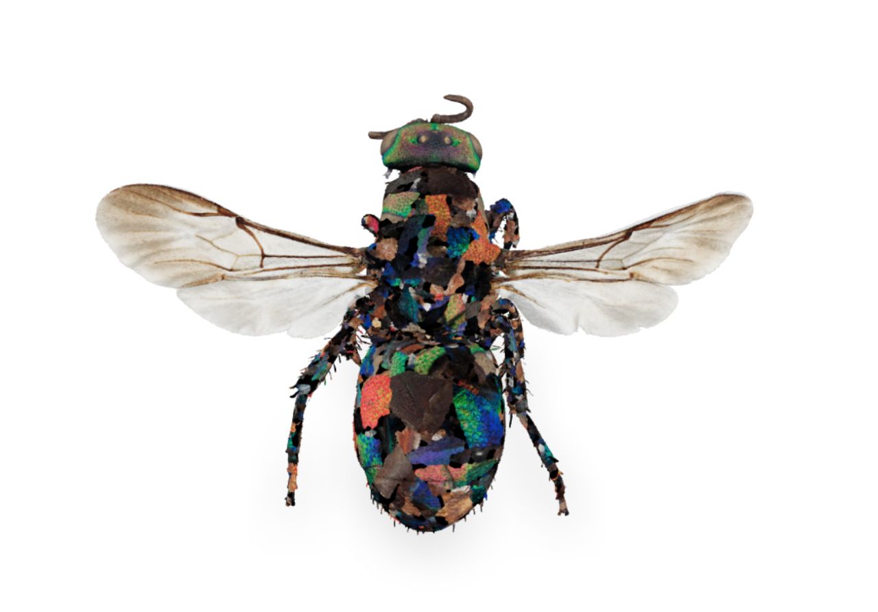 The rainbow cuckoo wasp Hedychrum rutilans male