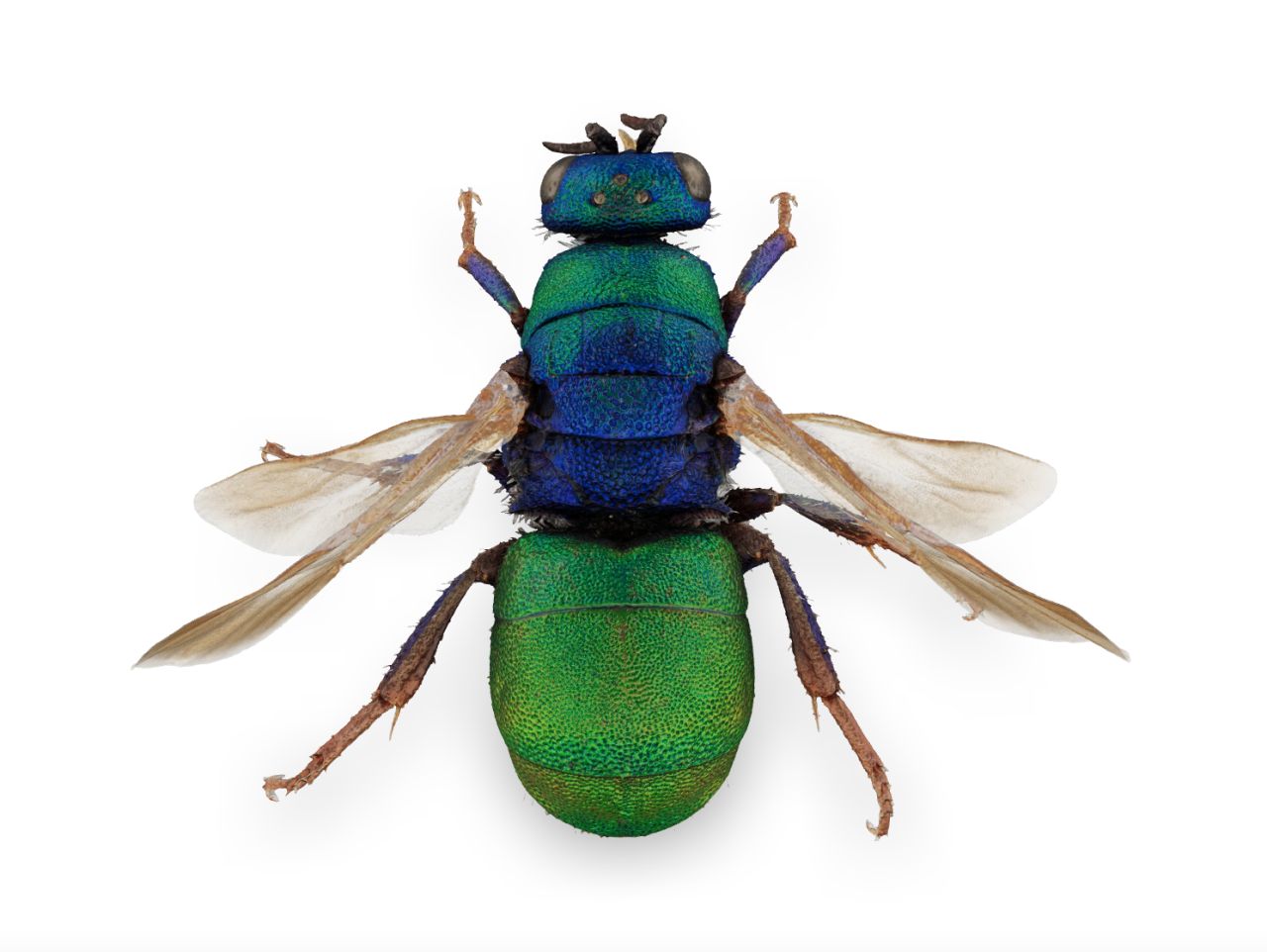 The rainbow cuckoo wasp Hedychrum rutilans female