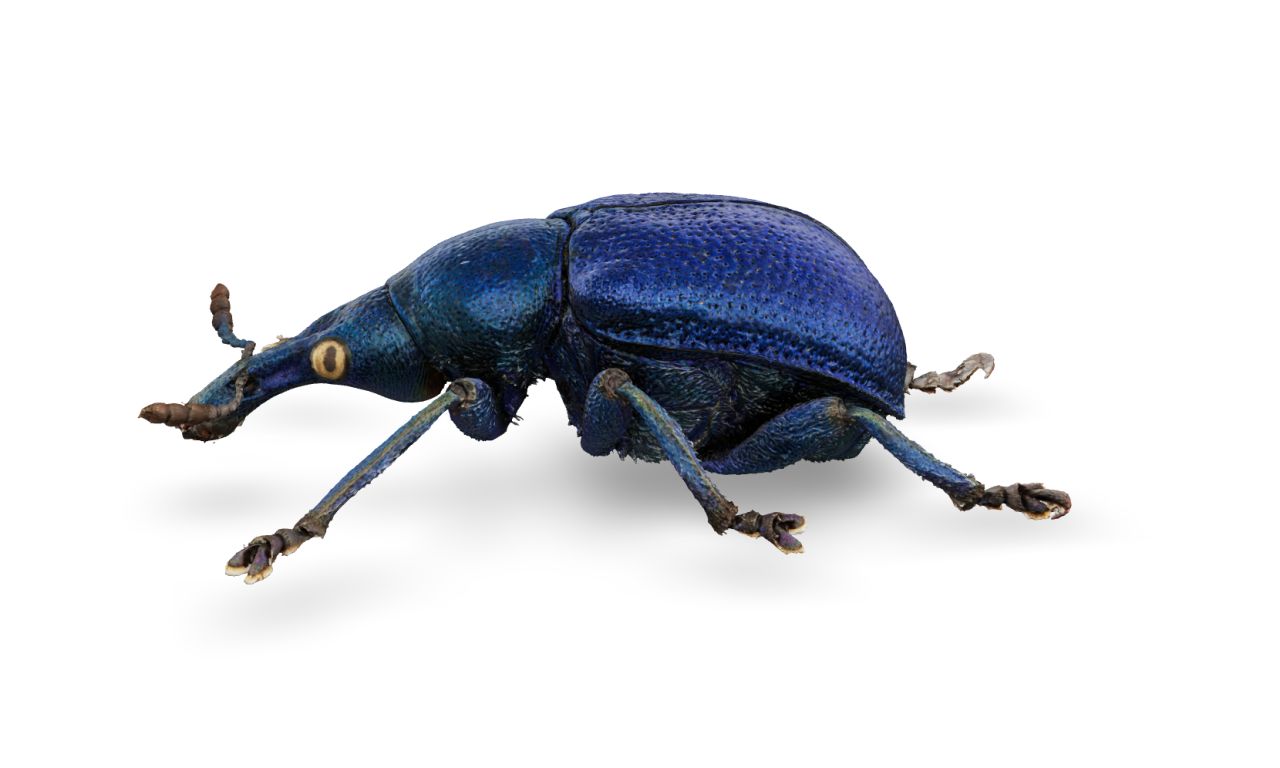 The hazel leaf roller Byctiscus betulae