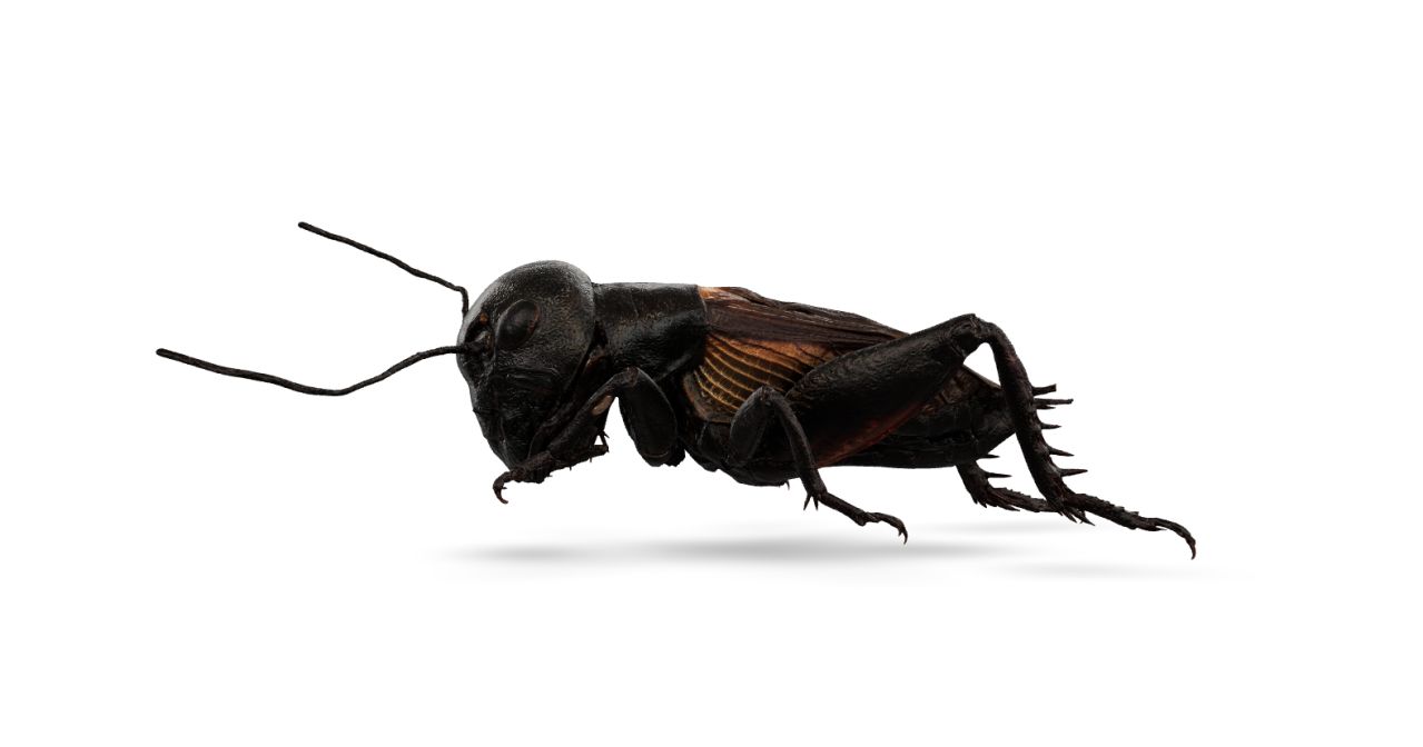 The common field cricket Gryllus campestris