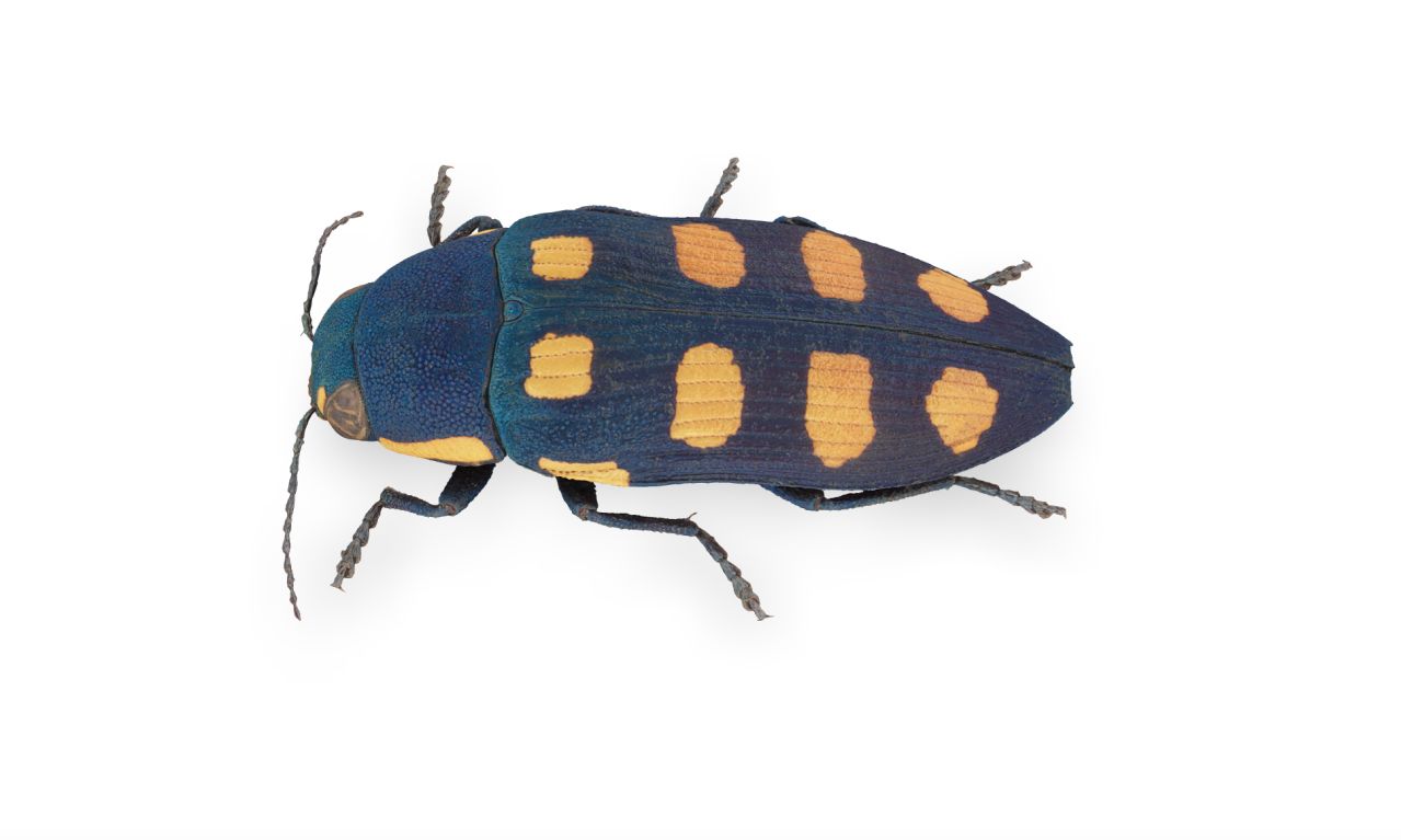 The eight spotted jewel beetle Buprestis octoguttata