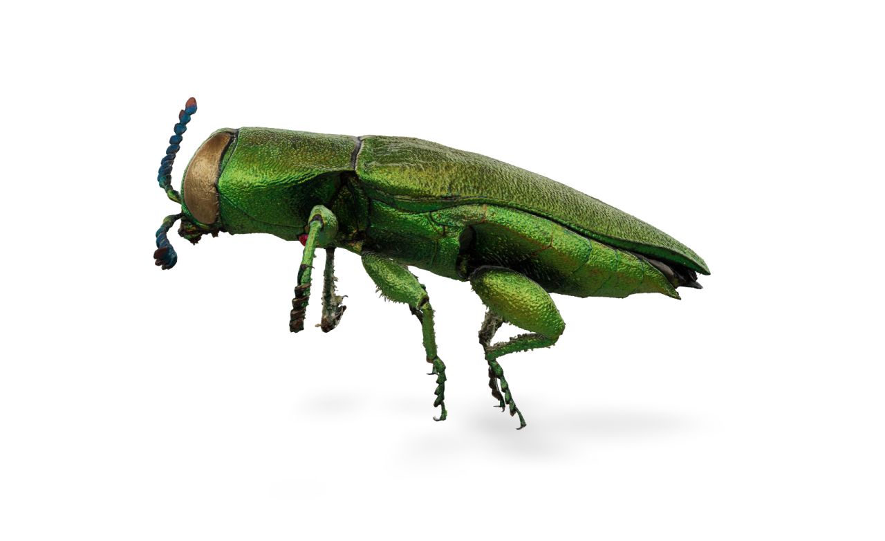 The Hungarian emerald ash borer Anthaxia hungarica