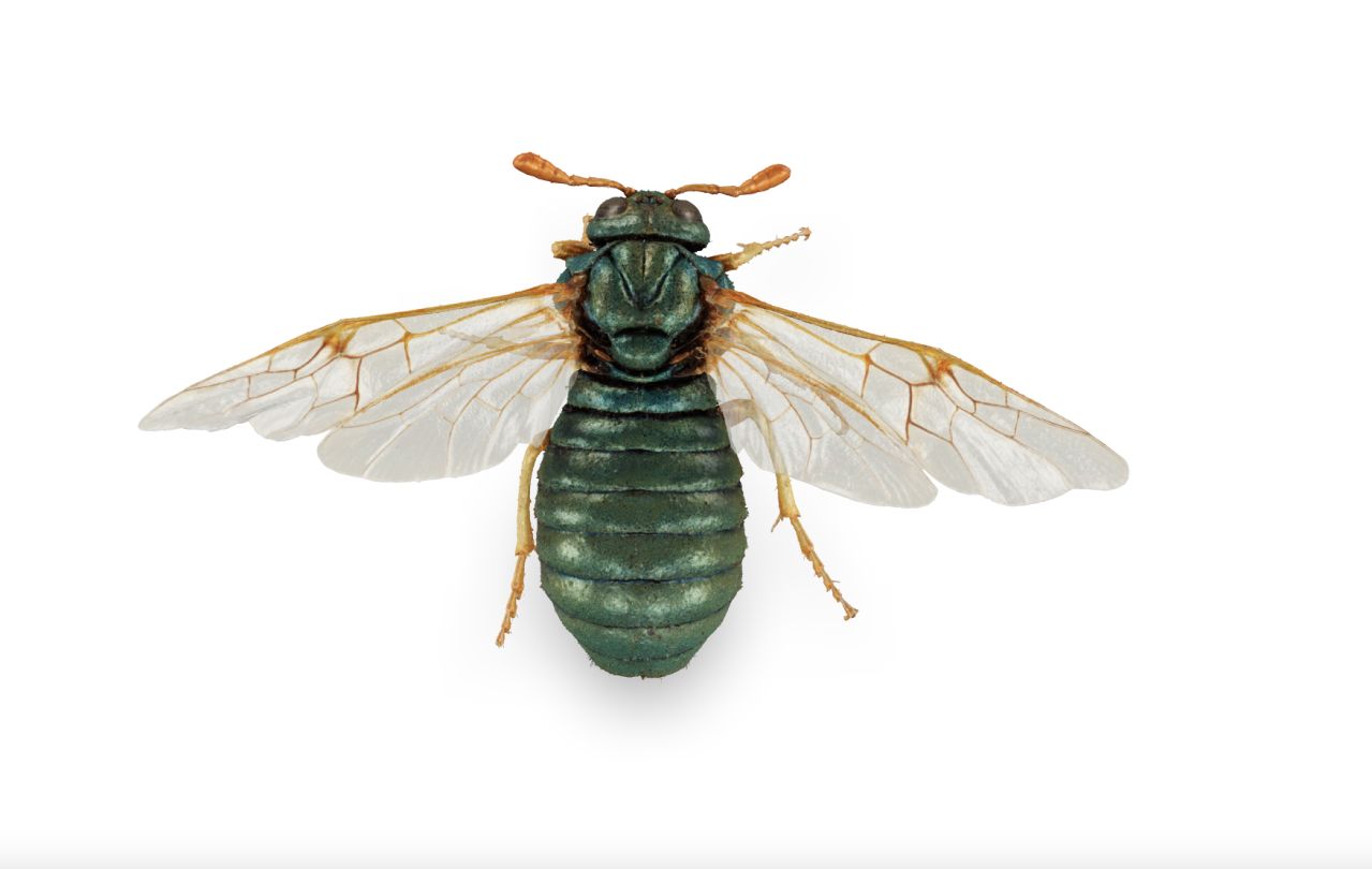 The scabious sawfly Abia nitens