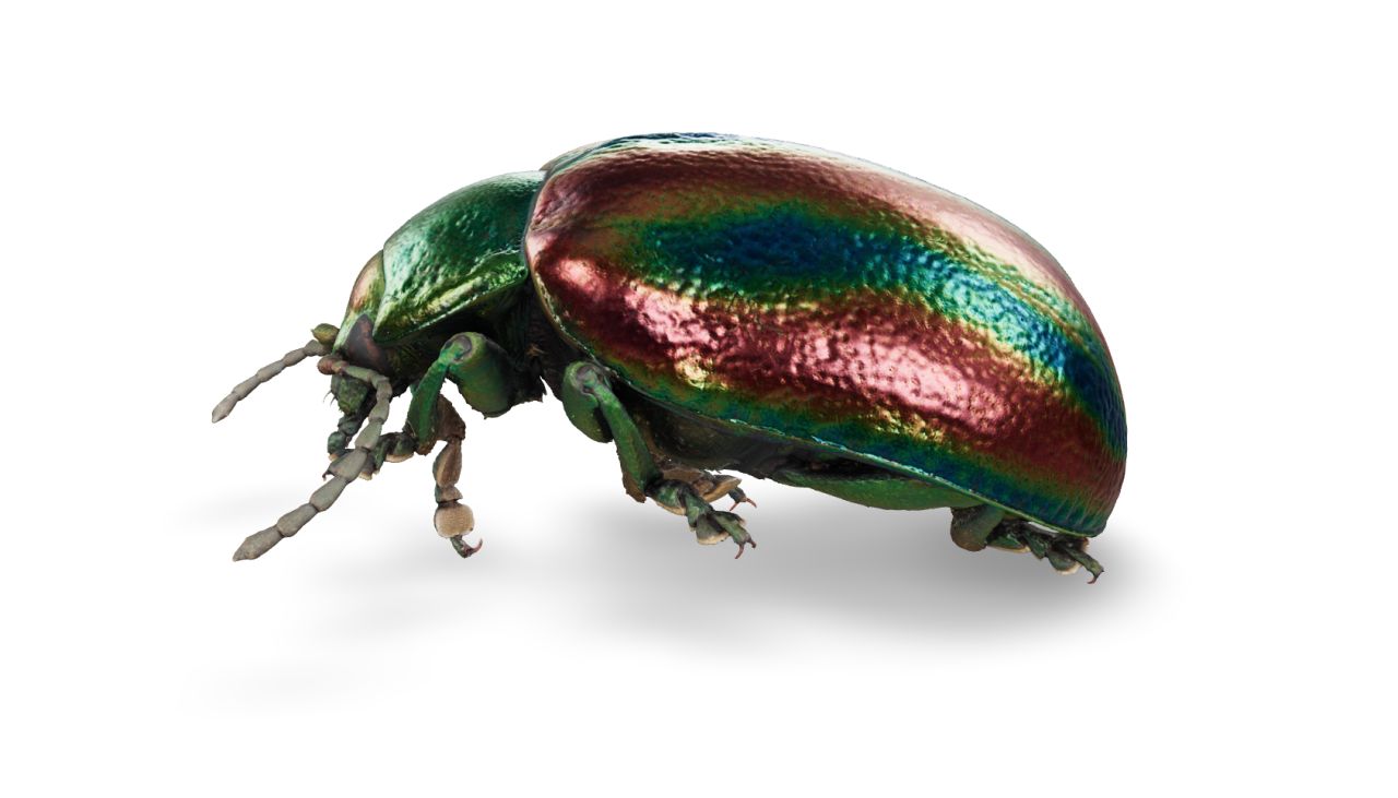 The broad shouldered leaf beetle Chrysochloa pretiosa