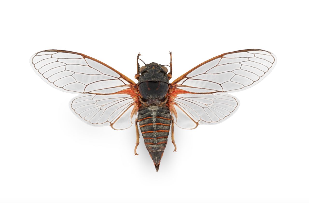 The new forest cicada Cicadetta montana