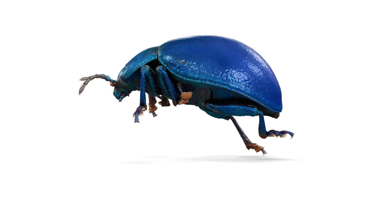 A broad shouldered leaf beetle species Oreina bidentata
