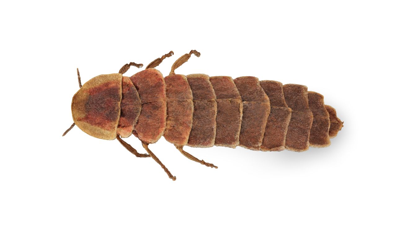 The common glow worm Lampyris noctiluca female