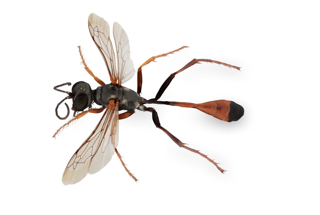 Thread waisted sand wasp Ammophila heydeni2