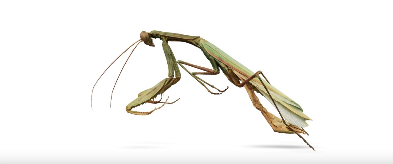 The European mantis Mantis religiosa