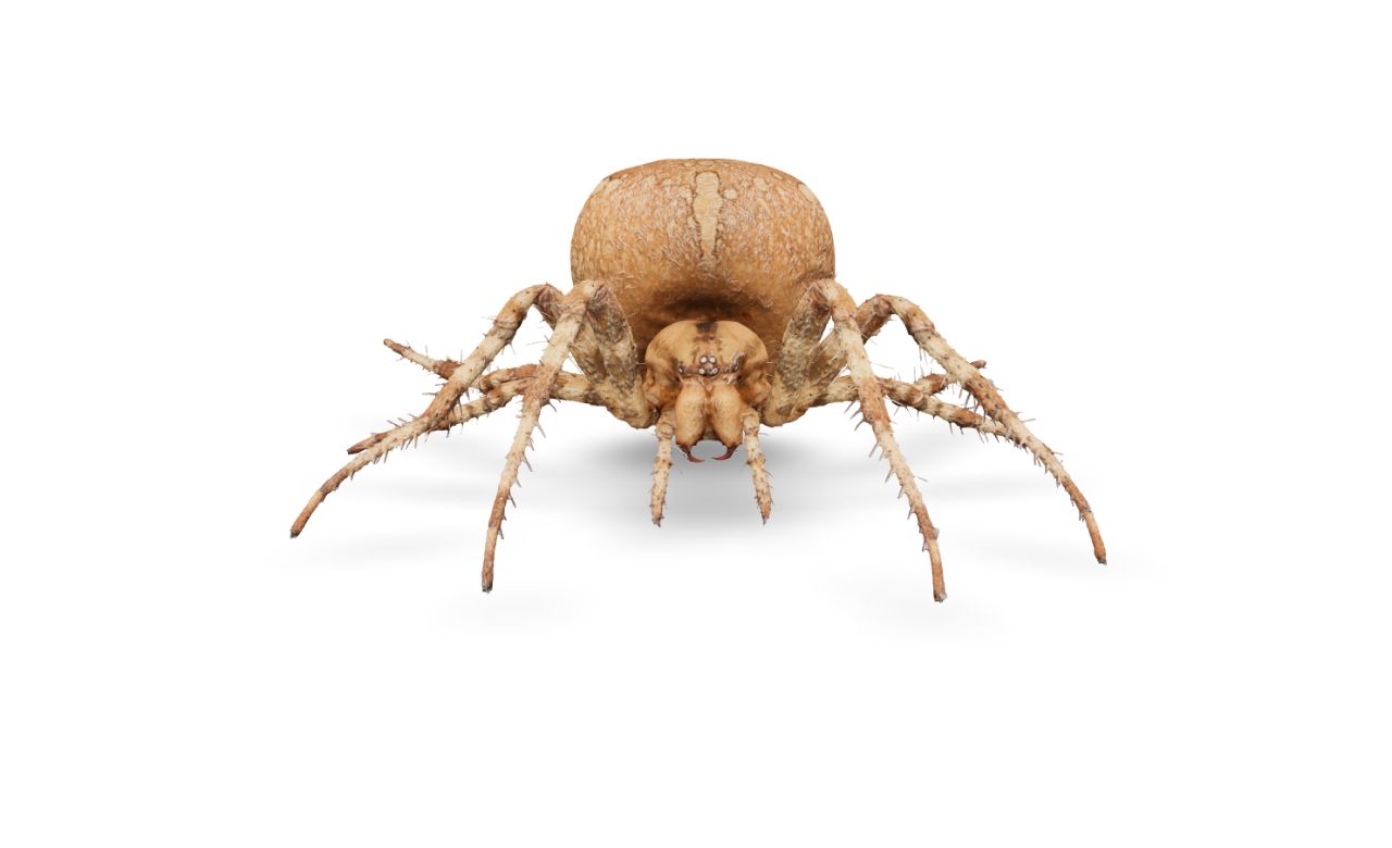 The European garden spider Araneus diadematus