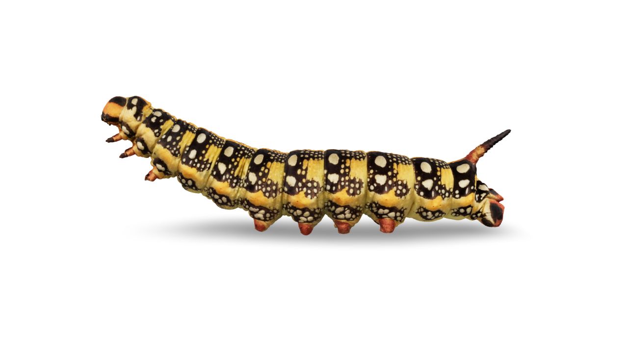 The spurge hawk moth caterpillar Celerio euphorbiae
