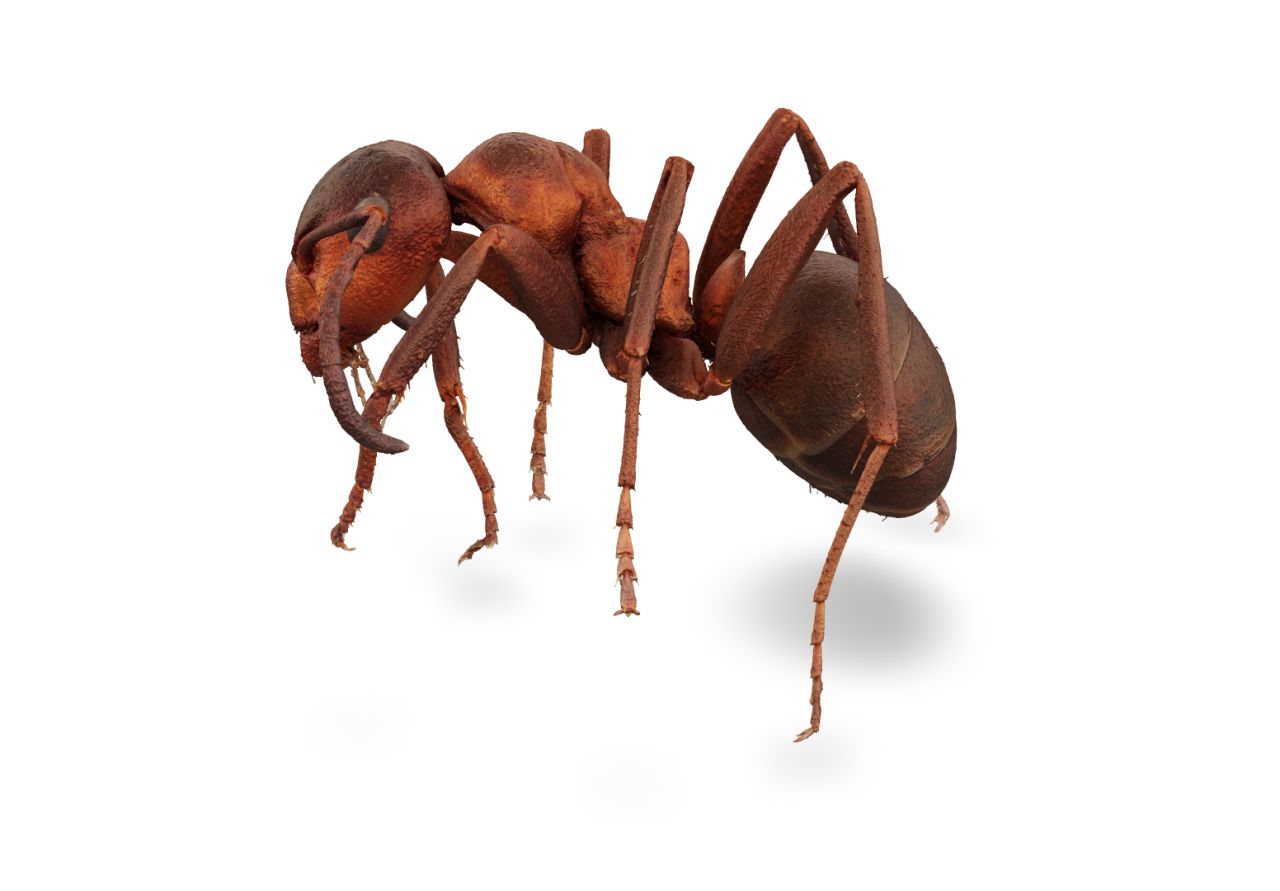 The hairy wood ant Formica lugubris