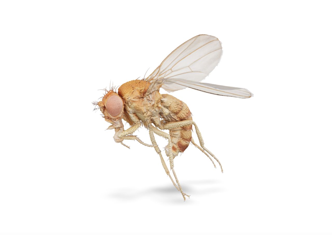 The fruit fly Drosophila melanogaster