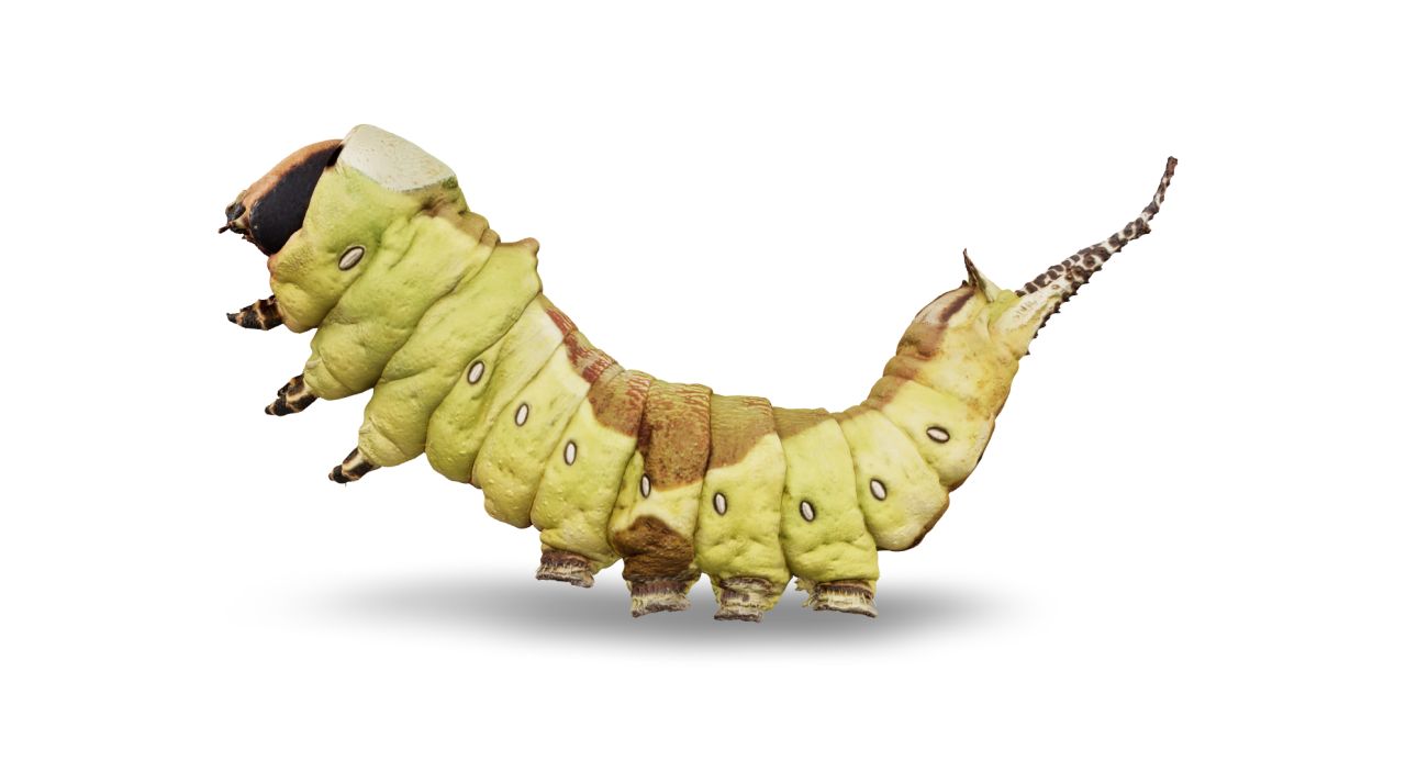 The puss moth caterpillar Cerura vinula