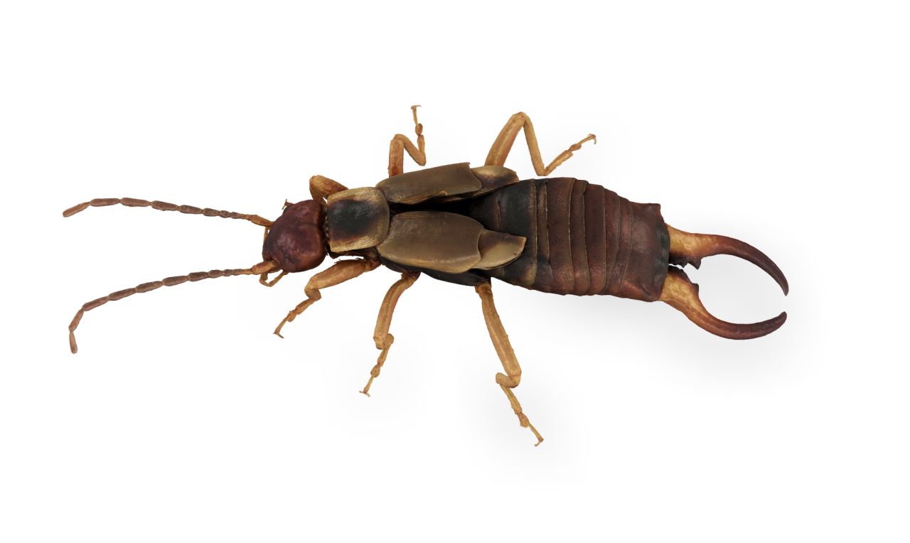 The European earwig Forficula auricularia
