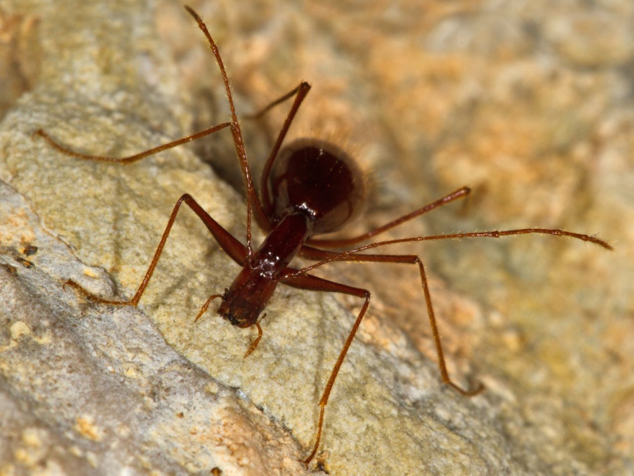 The cave beetle Anthroherpon cylindricolle thoracicum.