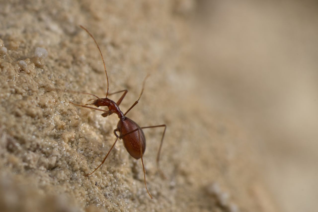 The common morphological adaptations of Anthroherpon species (here: Anthroherpon zariquieyi) to the underground environment: narrow thorax, long antennae, enlarged abdomen.
