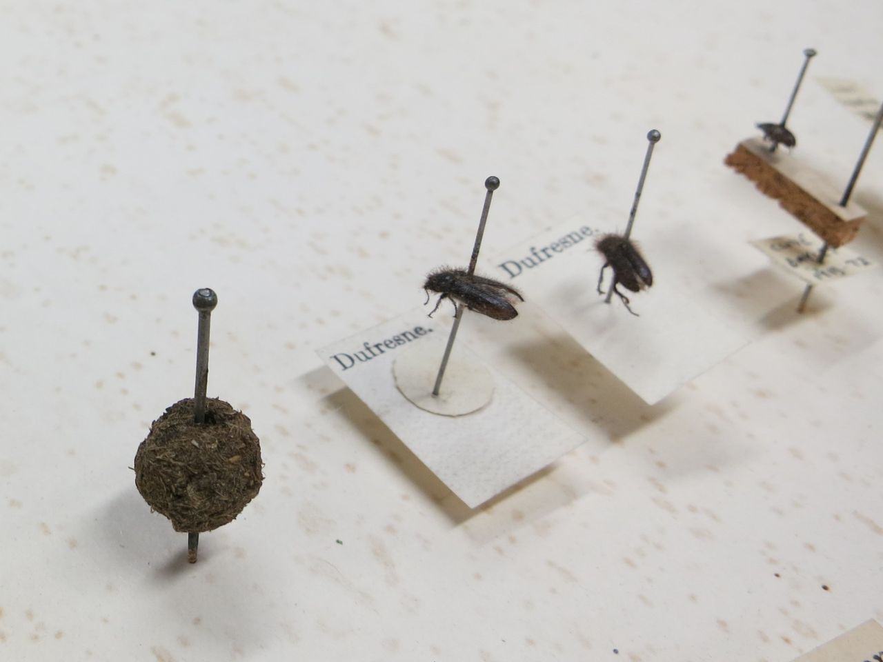 Mysteriöse Mistkugeln, die wie Insektenexemplare in der Sammlung aufgesteckt sind.