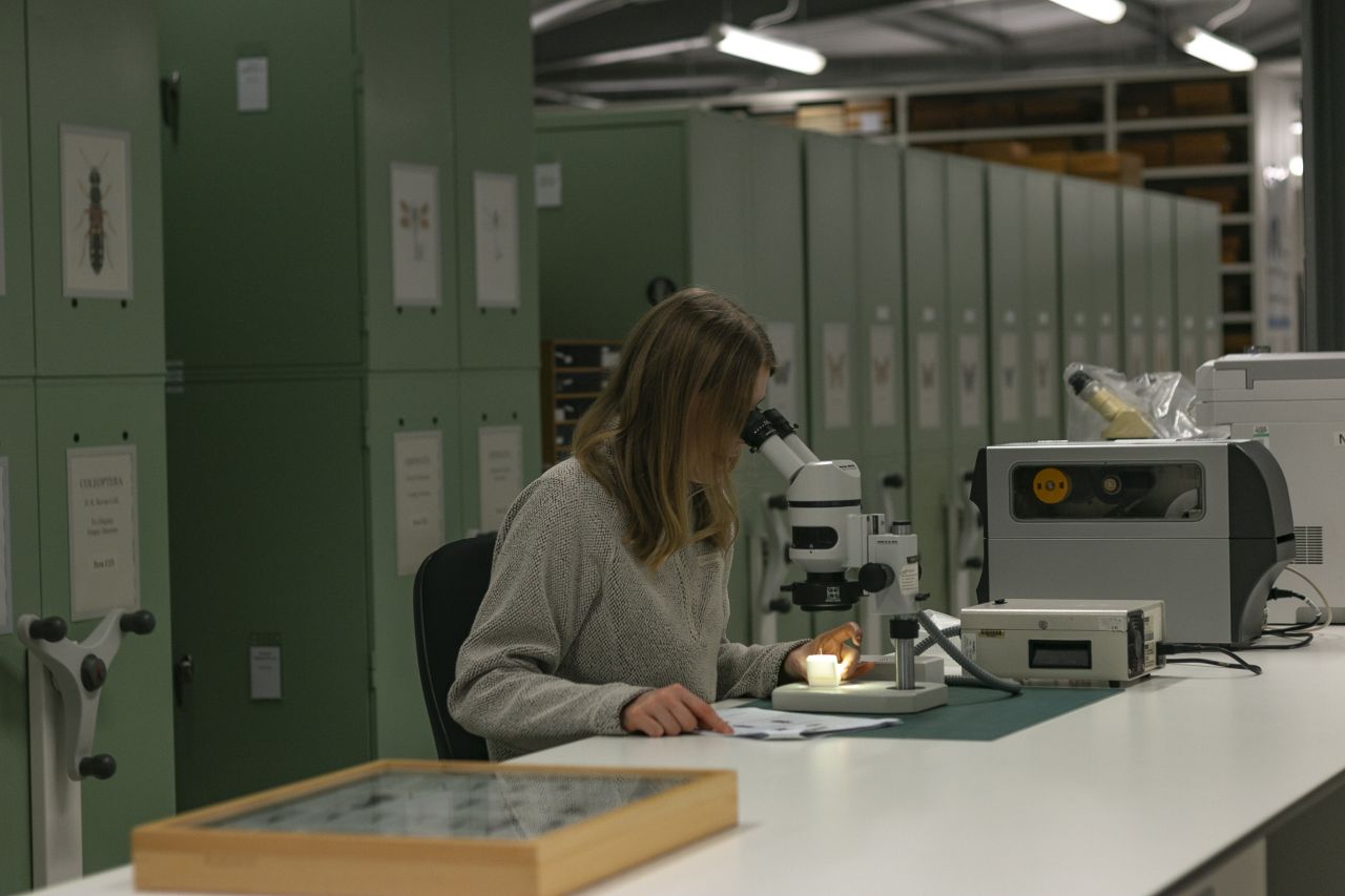 Ashleigh is examining pinned insects under a stereo microscope