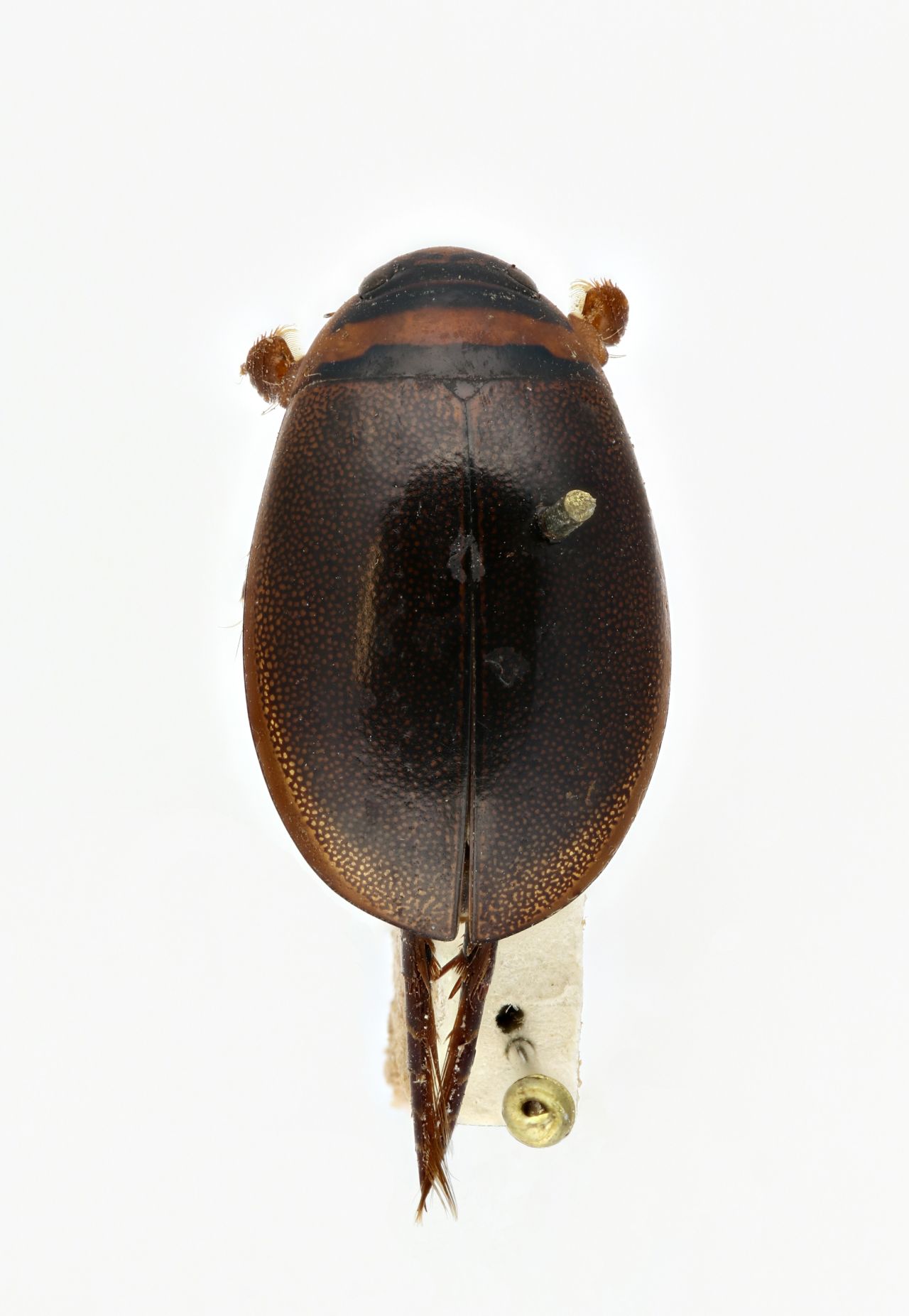 Ashleigh Whiffin – Insect curator | Biocommunication Group