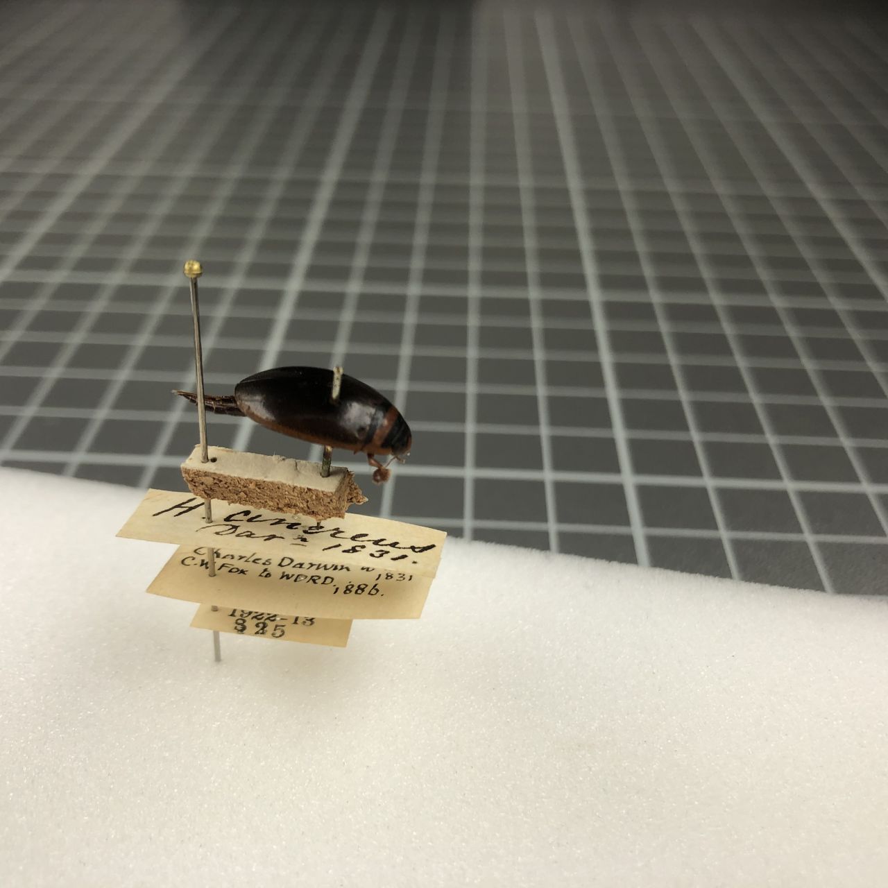 Ashleigh Whiffin – Insect curator | Biocommunication Group