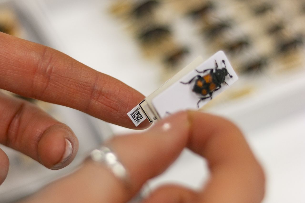 QR-Codes sind heute in entomologischen Sammlungen weit verbreitet und ermöglichen es den Kuratoren, die benötigten Informationen schnell abzurufen.
