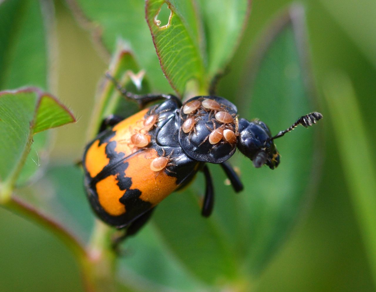 A Common Burying beetle carrying some mite passengers.