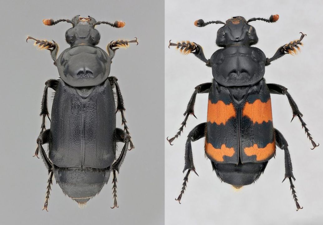 Left: The Undertaker (Nicrophours humator). Right: The Banded Burying beetle (Nicrophorus investigator).