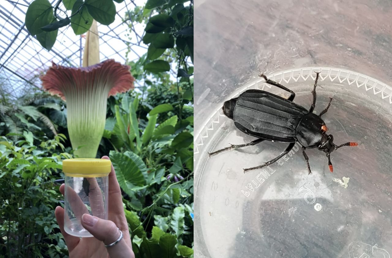 Left: A female Carrion beetle (Necrodes littoralis), attracted to the Corpse flower at RBGE. Right: A close-up of the same beetle.