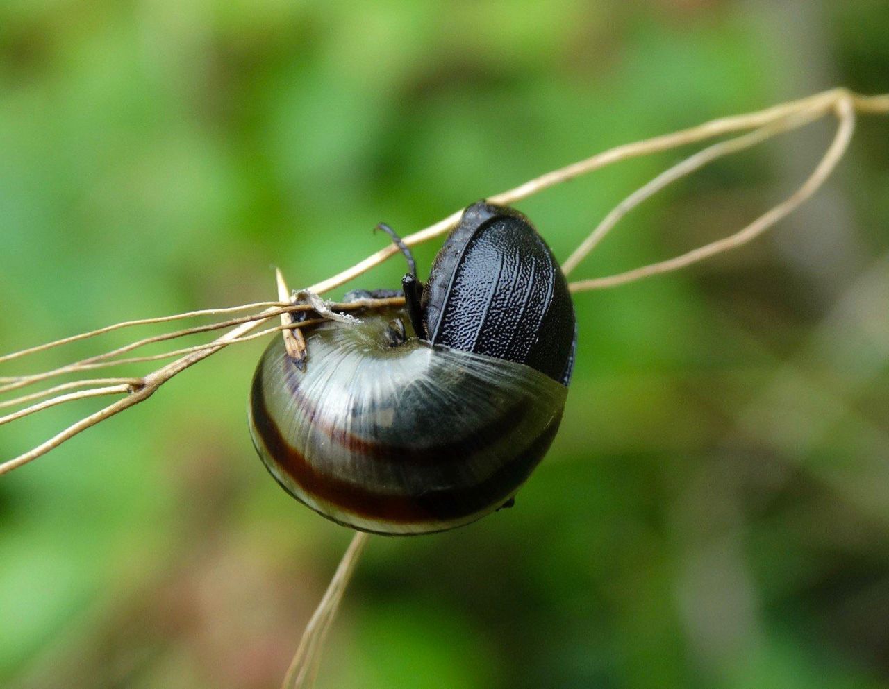 A Common Snail Hunter (Phosphuga atrata) in action