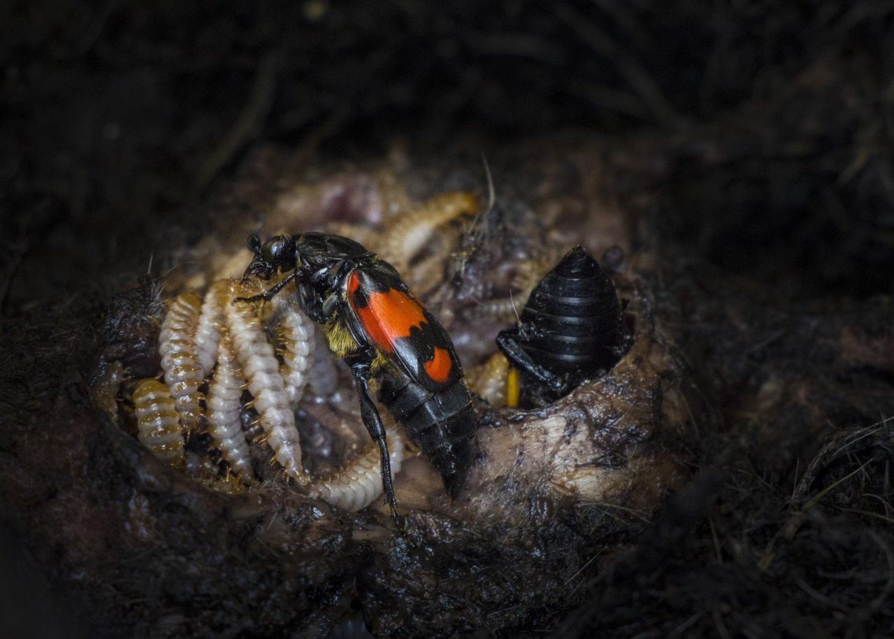 A pair of Common Burying beetles (Nicrophorus vespilloides) tending to their offspring.