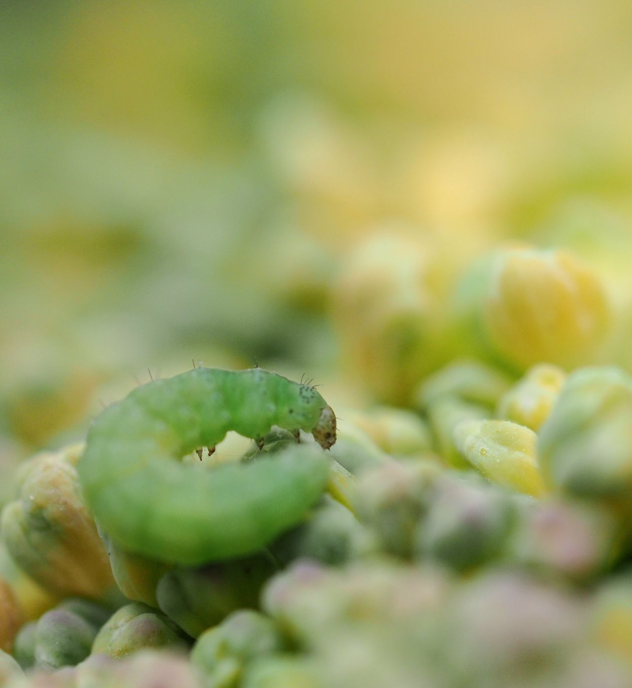 Barbie and insects: Entomology with a twist | Biocommunication Group